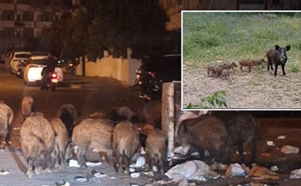 Marmaris'i domuzlar bastı! Belediye çöpleri kaldırmayınca....