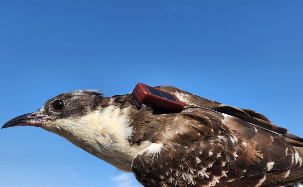 Iğdır'dan uydu vericiyle takibe alınan bozkır delicesi 4 günde Azerbaycan'a uçtu