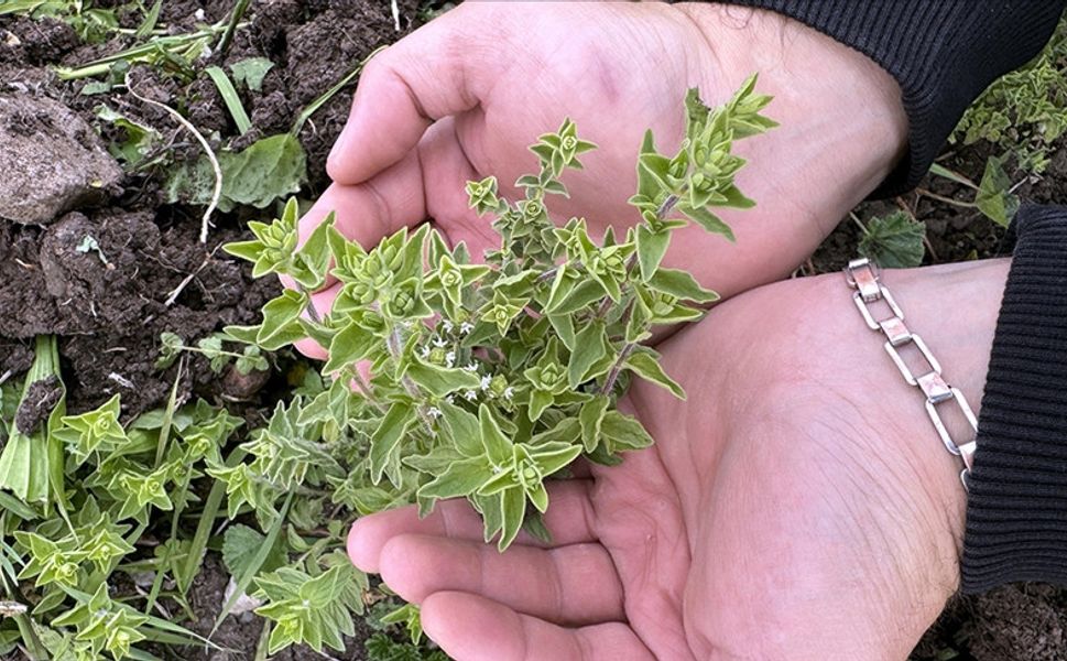 Ardahan'da meyvecilik geliştirilecek