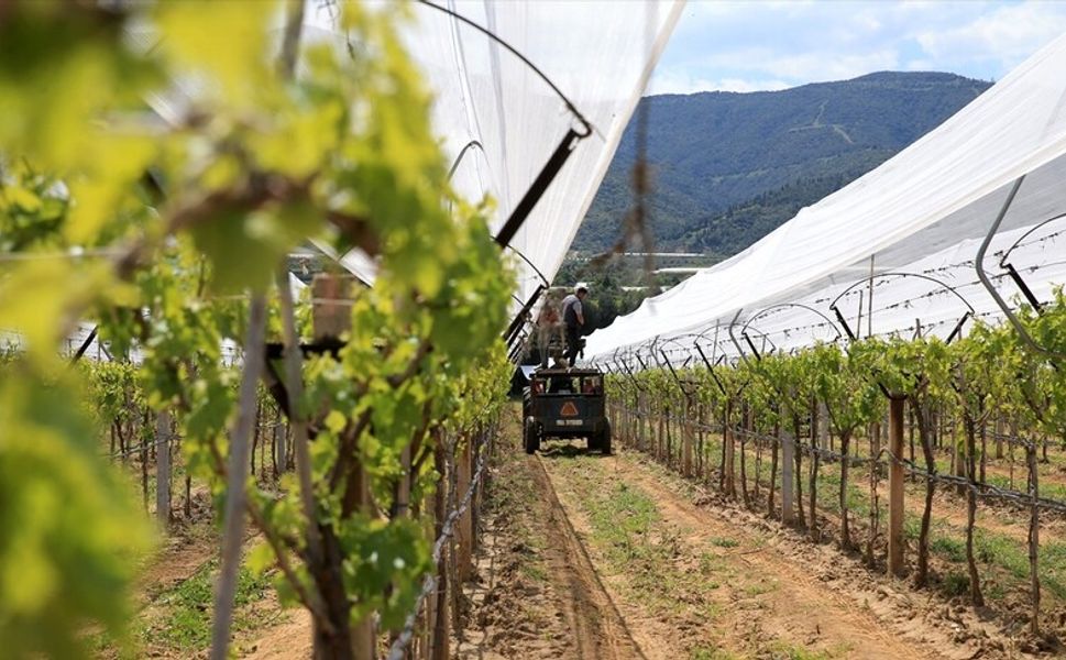 Manisalı üreticiler üzüm bağlarını "dolu tülü" ile koruyor