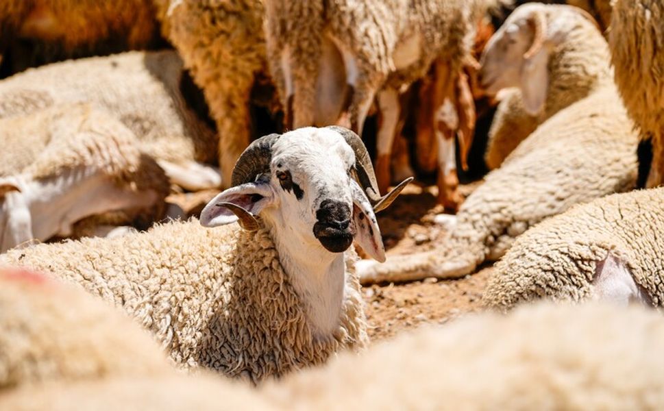 Kurban Hizmetlerinin Uygulanmasına Dair Tebliğ Resmi Gazete'de yayımlandı
