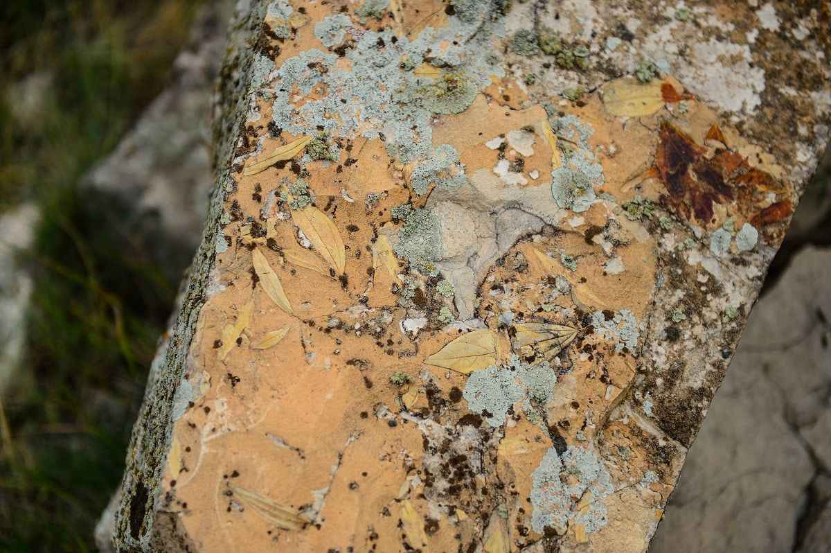 <p>Alan, geçmiş dönemlerde deniz bölgesi olduğu için, deniz kalıntılarına rastlanılıyor. Bunun haricinde burada o dönemlere ait bitki kalıntılarını da görüyoruz.</p>