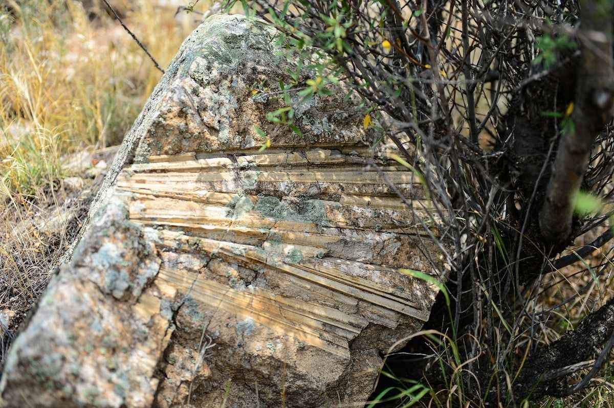 <p>Ön fikrimiz üçüncü, dördüncü zamandan kalma bitkilerin alanda olabileceğidir.</p>