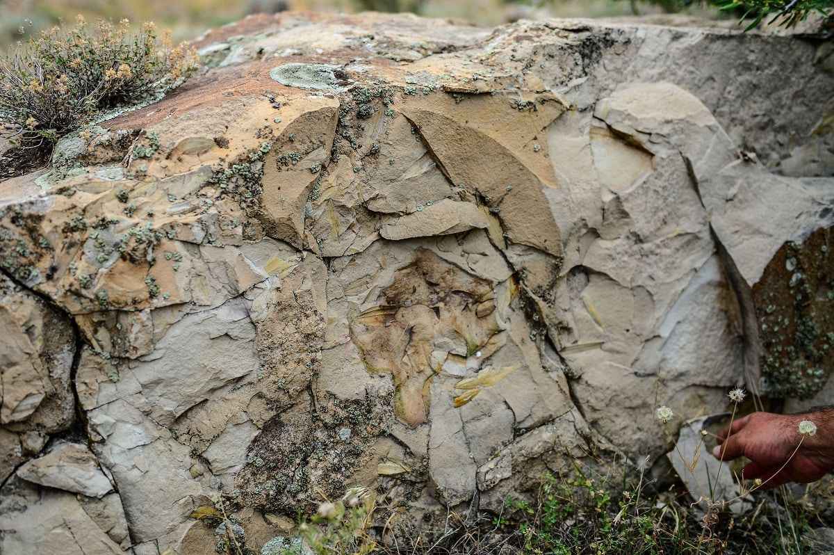 <p>O dönemlerde yayılış gösteren bitkilerin bu alandaki kayıtlarını karşılaştırarak ortaya koymamız gerekmektedir."</p>