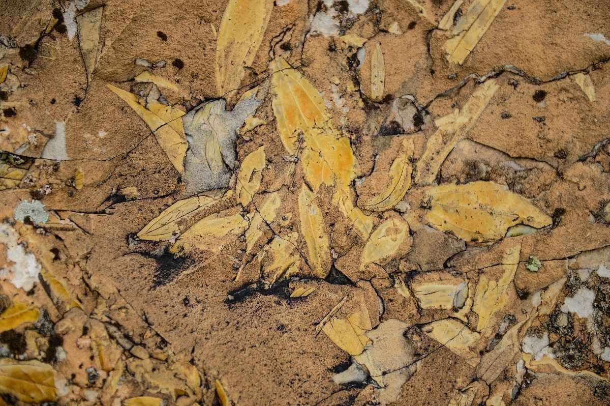 <p>Bölgede daha kapsamlı çalışma yapılması durumunda farklı verilere ulaşılabileceğini belirten Gültekin, şöyle devam etti: </p>
<p>"Paleontolojik devirlere gittiğimizde, Miyosen döneminde, yani yaklaşık 23 ile 55 milyon yıl öncesinde Kars'ın Kağızman ve Iğdır'ın Tuzluca ilçeleri deniz kenarıdır. Burası Paratetis Denizi'nin kıyı bölgesidir diyebilirim ve burada palmiye ağaçları bulunmakta.</p>