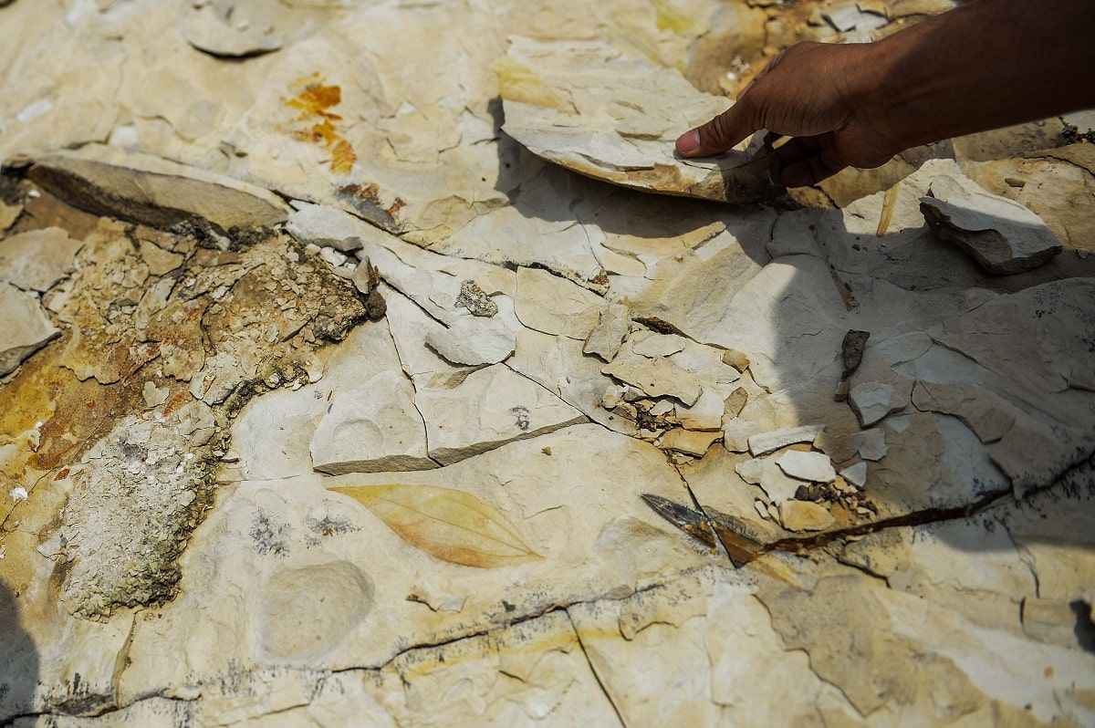 <p>Öyle bir ekosistem, öyle bir bitki çeşitliliği var. Bugün günümüzde bu bölgede palmiye ağacına rastlayan yok. O dönemde 20 ile 50 milyon yılları arasında palmiye ağaçları burada bulunmakta, işte bilimsel kanıtları da mevcut." diye konuştu. </p>