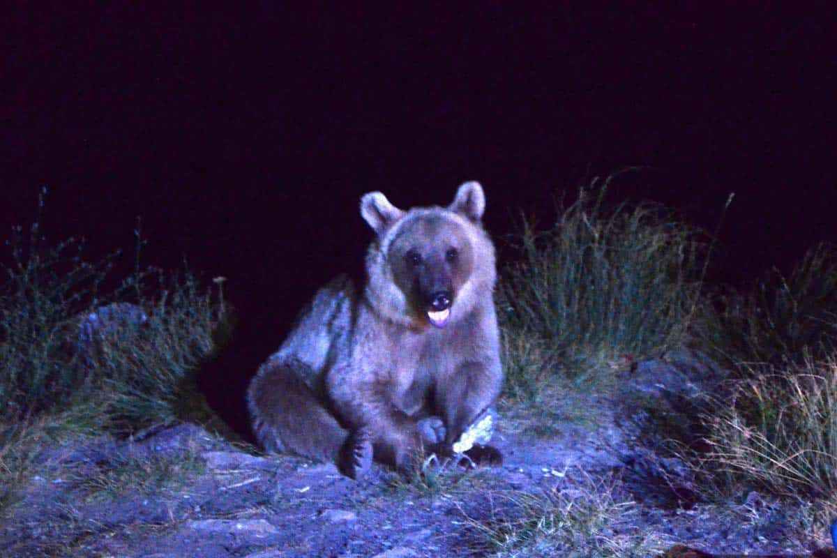 <p>Bitlis'te vahşi doğa ve uzay fotoğrafçılığıyla ilgilenen Dr. Öğretim Üyesi Cihan Önen, dört yıldır, Nemrut Dağı'nda yaşayan canlıların fotoğraflarını çekiyor.</p>