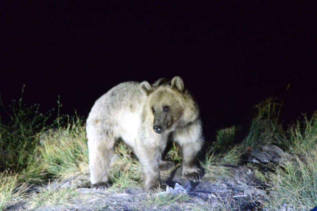 <p>Tatvan ilçesinde Avrupalı Seçkin Destinasyonlar (EDEN) projesi kapsamında "Mükemmeliyet Ödülü" alan dünyanın ikinci, Türkiye'nin en büyük krater gölü olan Nemrut Krater Gölü, biyoçeşitliliğiyle ön plana çıkıyor.</p>