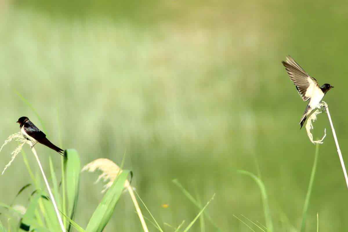 Ayı saldırısı doğa sevgisini durduramadı: 4 yıldır onların peşinde!