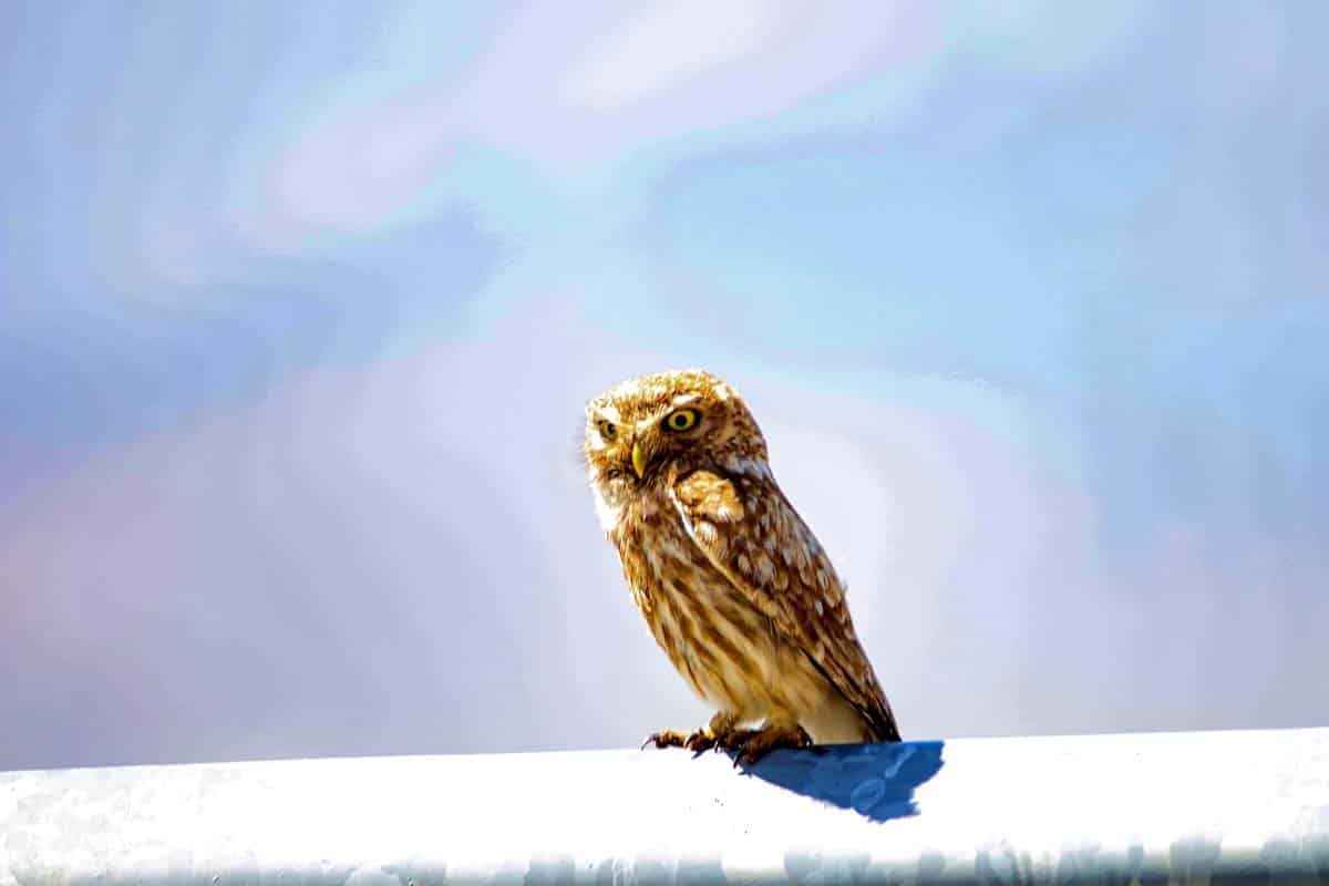 Ayı saldırısı doğa sevgisini durduramadı: 4 yıldır onların peşinde!