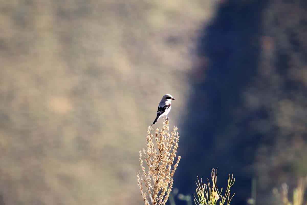 Ayı saldırısı doğa sevgisini durduramadı: 4 yıldır onların peşinde!