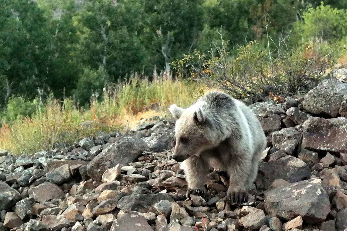 <p>On yıl önce Bitlis Eren Üniversitesinde (BEÜ) göreve başlayan Dr. Öğretim Üyesi Önen, kente geldikten sonra Nemrut Dağı'ndaki canlılarının fotoğraflarını çekmeye başladı.</p>