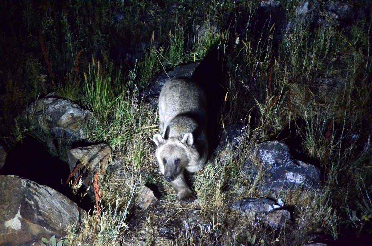 <p>Belli aralıklarla Nemrut'a giderek canlıları doğal yaşam ortamlarında görüntülemek için çaba gösteren Önen, zaman zaman boz ayıların saldırısına rağmen çalışmalarını sürdürüyor.</p>