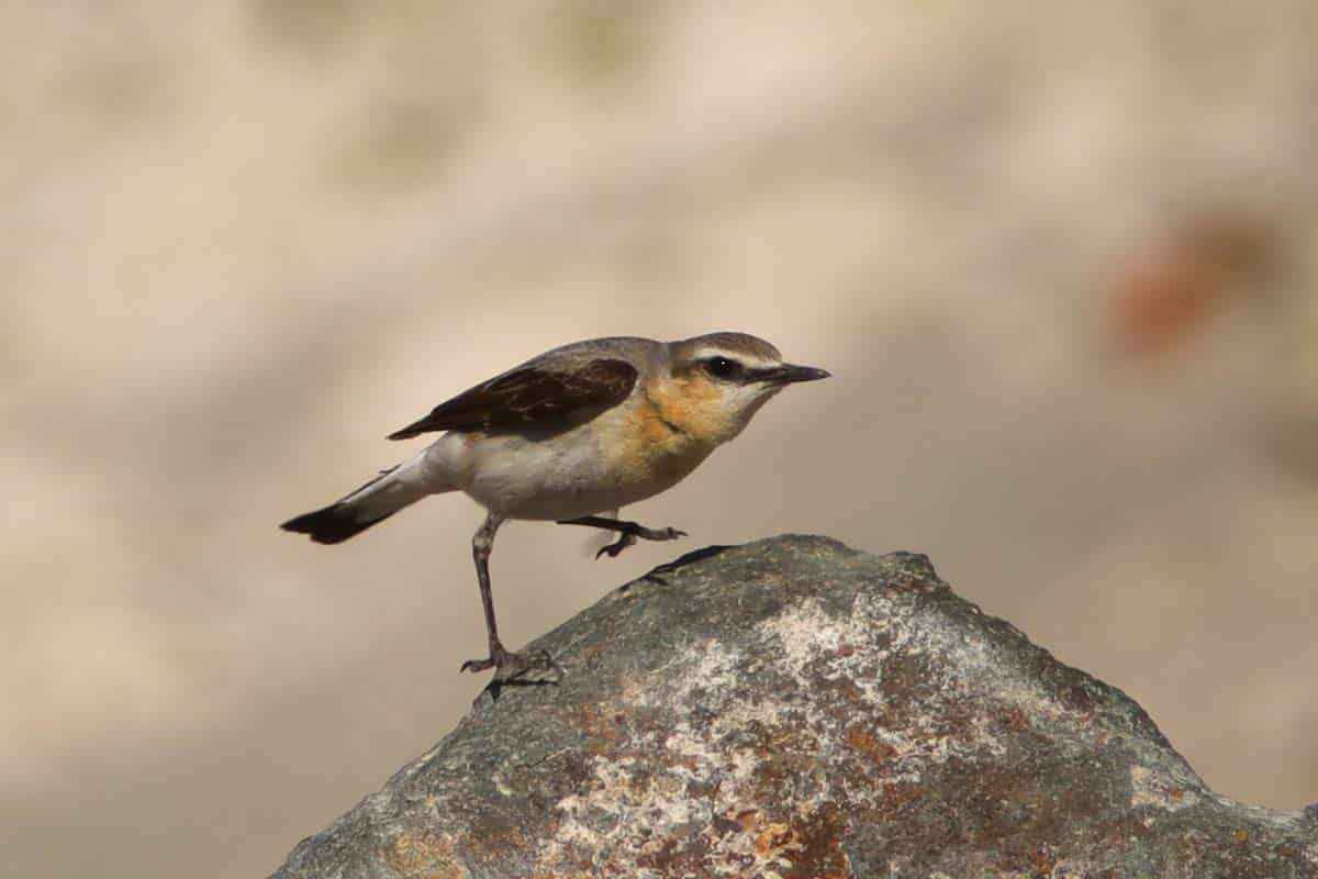 <p>Önen, 4 yıldan bu yana hobi olarak başladığı vahşi doğa fotoğrafçılığı kapsamında Nemrut'taki hayvanları fotoğraflayarak kayıt altına aldığını söyledi.</p>
