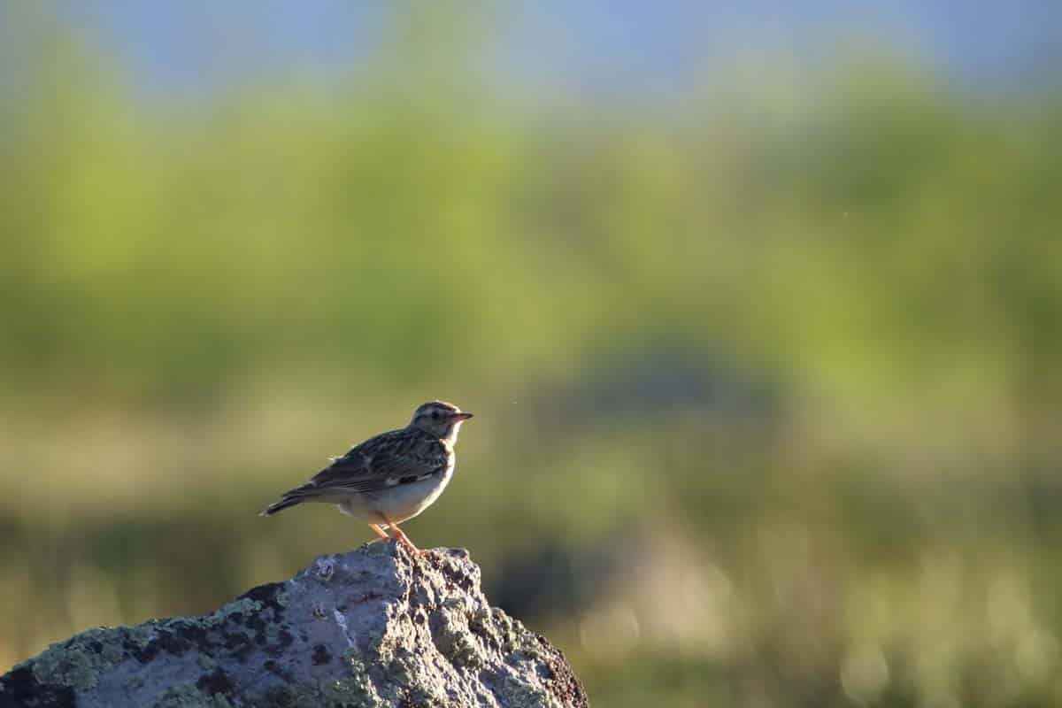 <p>Nemrut Dağı'nda birçok hayvan türünün bulunduğunu anlatan Önen, şöyle konuştu: "Akşam burada her an saldırabilirler. Bu işi yaparken tedbirinizi almanız gerekiyor. Fotoğraf çekerken alanı iyice aydınlatmazsanız saldırının nereden geleceğini bilemezsiniz. Burada özellikle ayılar çok fazla. Dört yıldır geceleri gelip burada kalıyorum. 30'a yakın ayı gördüm. Bunların 20'sinin fotoğraflarını çektim. Nemrut'ta ayıların yanı sıra çok fazla canlı türü yaşıyor. Burada tilki, yılan ve domuzlar da bulunuyor. Nemrut'ta 50'nin üzerinde kuş türü çekerek kayıt altına aldım. Bazen göçmen kuşlar gelip birkaç gün kaldıktan sonra yollarına devam ediyorlar. Nemrut birçok canlı için cennet gibi bir yer. Bu canlılar konusunda farkındalık oluşturmak amacıyla çekimler yapıyorum."</p>