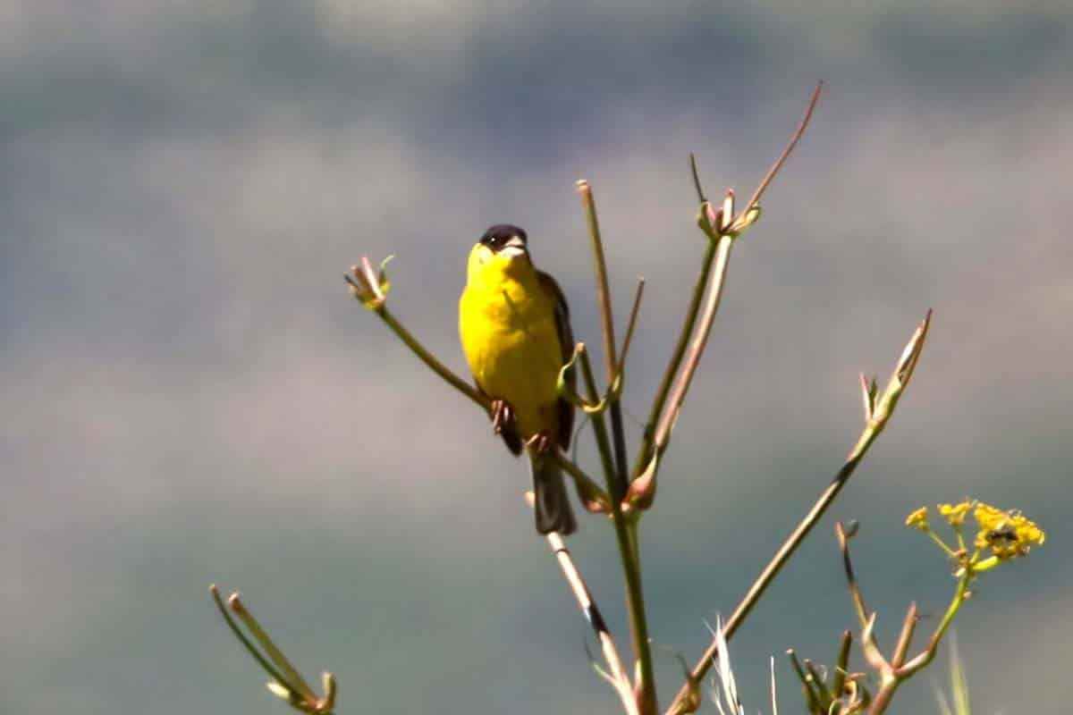 Ayı saldırısı doğa sevgisini durduramadı: 4 yıldır onların peşinde!