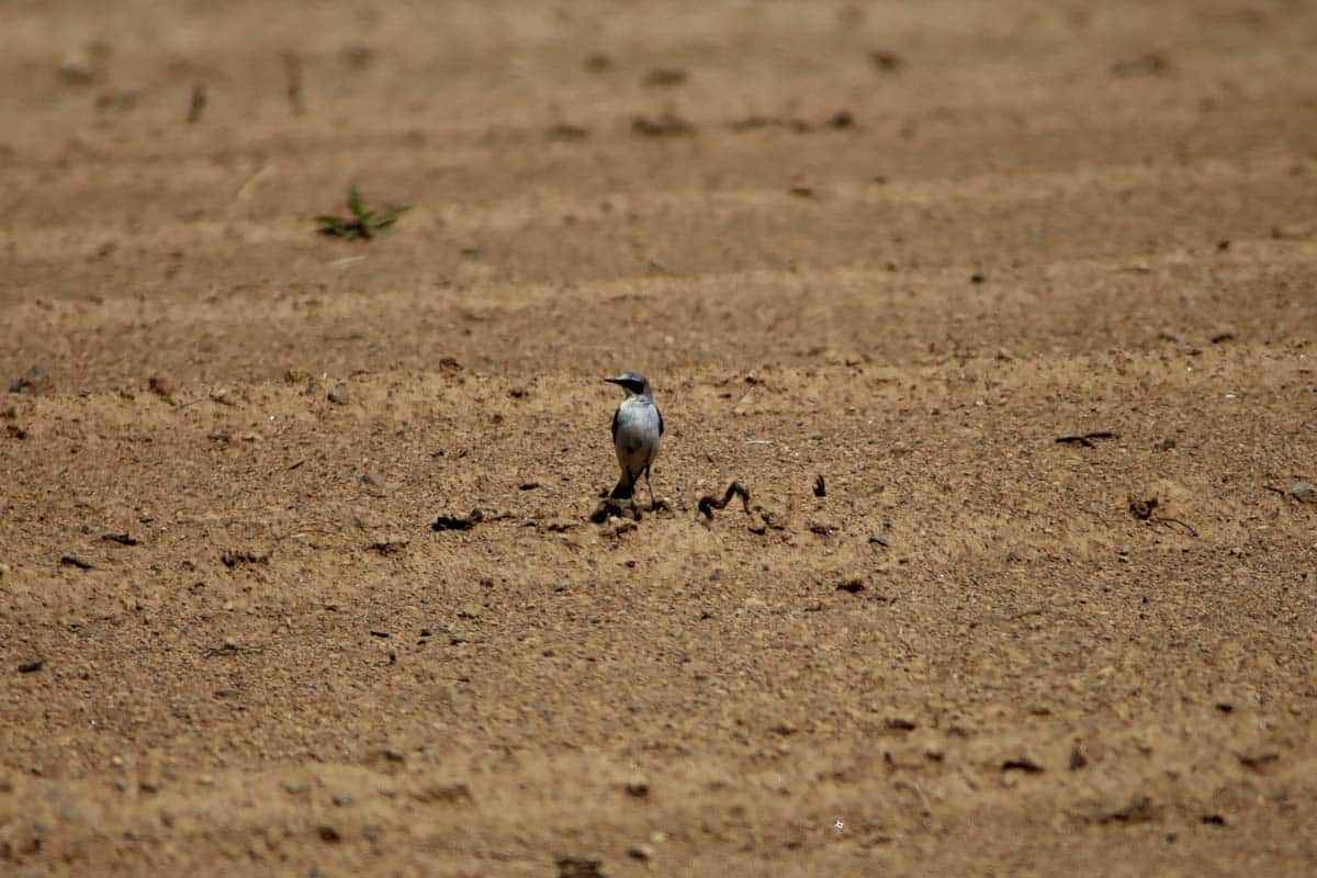 Ayı saldırısı doğa sevgisini durduramadı: 4 yıldır onların peşinde!