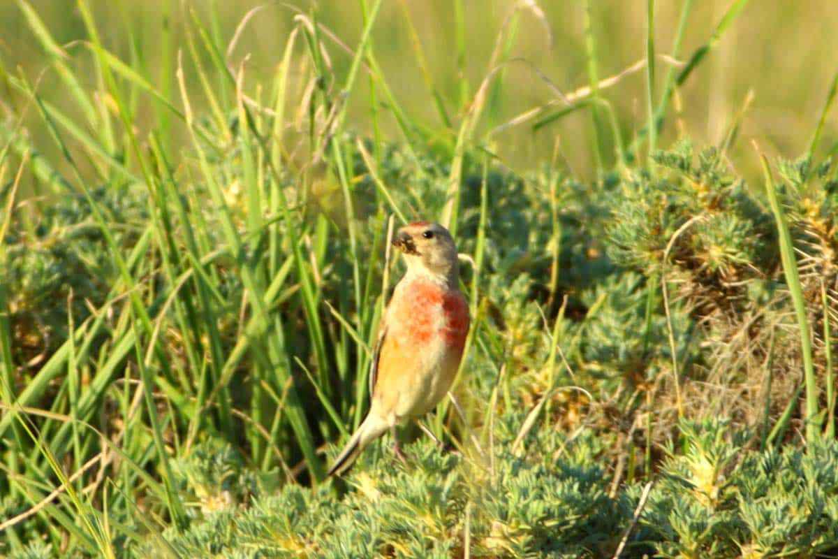 Ayı saldırısı doğa sevgisini durduramadı: 4 yıldır onların peşinde!