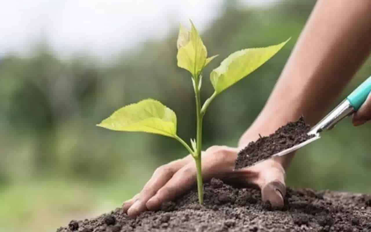 <p>
  <strong>GELECEĞE NEFES OL ÜCRETLİ Mİ?</strong>
</p>
<p>gelecegenefes.com üzerinden Geleceğe Nefes kampanyasına katılan katılımcılara seçtiği şehirden fidan sahiplenmesinin ardından sertifika verilecek. Geleceğe Nefes kampanyası katılımı ise ücretsiz gerçekleşiyor.</p>
<p>Kişi ya da Kuruluş istendiği sayıda fidan bağışında bulunabilir. Bağışlanan fidanlar ağaçlandırma sahası içinde yer alır.</p>
<p>1 Fidan Bağışı 10 TL’dir.</p>