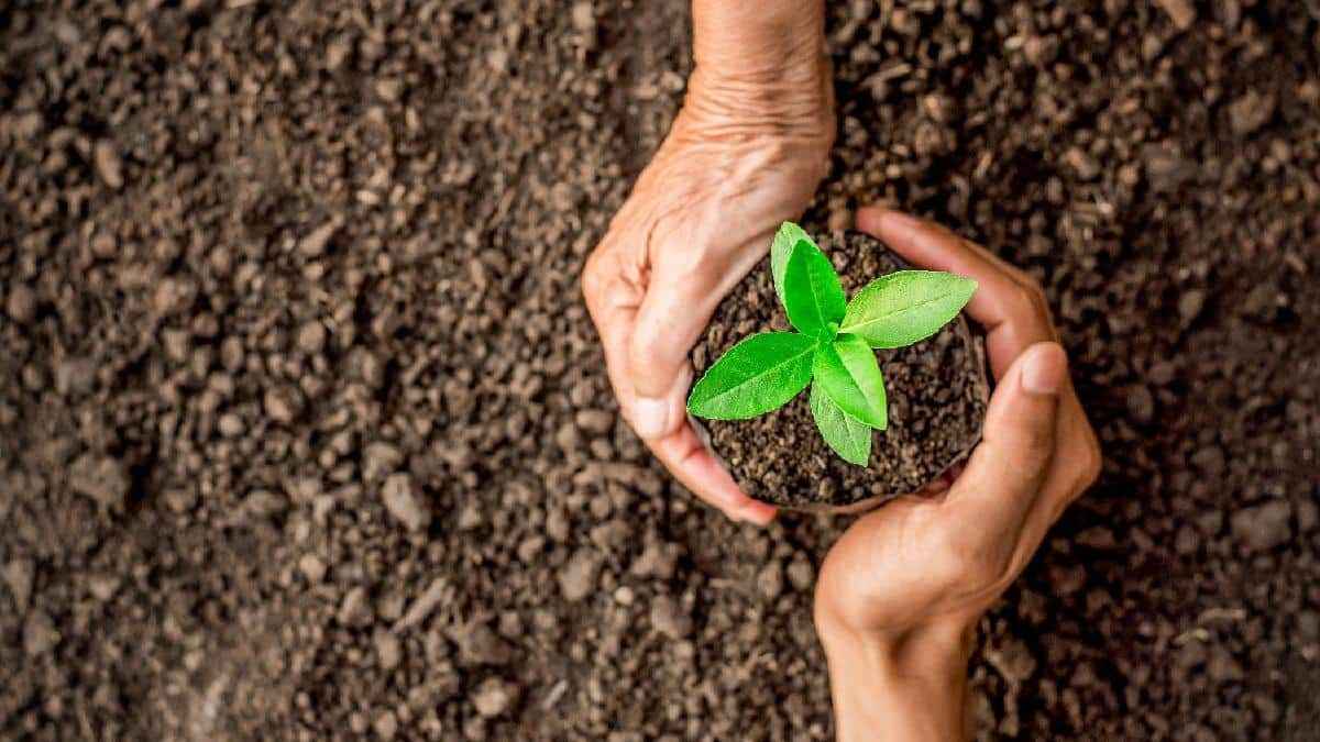 <p>
  <strong>GELECEĞE NEFES OL PROJESİ BAŞVURU EKRANI…</strong>
</p>
<p>11 Kasım’da, İzmir Karbağlar Tırazlı’da çıkan orman yangını neticesinde zarar gören alanlarla birlikte Muğla Dalaman’daki yanan ormanlık alanlar başta olmak üzere, 2019 yılı içerisinde orman yangınları neticesinde zarar gören ormanlık alanlarda da ilk fidanlar toprakla buluşturulacak.</p>
<p>Yapılacak ağaçlandırma etkinliği ile bir taraftan 7’den 77’ye toplumun bütün kesimlerinin toprakla buluşması hedeflenirken, diğer taraftan da son yıllarda ülke genelinde yürüttüğümüz ağaçlandırma çalışmalarını Dünya’ya duyurmak, dikkatleri Ülkemizin bu konuda yürüttüğü başarılı çalışmalara çekmek hedeflenmektedir.</p>
<p>Etkinlik, yanan alanlarla birlikte, köy okulları ve köy yolları başta olmak üzere okul bahçelerinden yol kenarlarına, kamusal alanlardan bozuk orman alanlarına, askeri birliklerden ibadethane ve sağlık ocağı bahçelerine kadar kısaca ağaçlandırma çalışması yapılabilecek bütün potansiyel alanlarda gerçekleştirilecektir.</p>
<p>Aynı anda tüm Türkiye’de gerçekleştirilecek; yeşilin her tonuyla toprağa hayat, canlılara nefes olacak bu anlamlı çevre seferberliğine tüm vatandaşlarımız davetlidir.</p>
<p>Not: Kampanyaya katılmak isteyen kişiler için Orman Bölge Müdürlüklerinde iletişim kurulacak kişiler ve bağışda bulunulabilecek banka hesap numaraları bilgileri ekte sunulmuştur.</p>
<p>
  <a href="https://gelecegenefes.com/" target="_blank" rel="nofollow noopener">
    <strong>GELECEĞE NEFES OL KAMPANYASINA KATILIM SAĞLAMAK İÇİN TIKLAYINIZ</strong>
  </a>
</p>