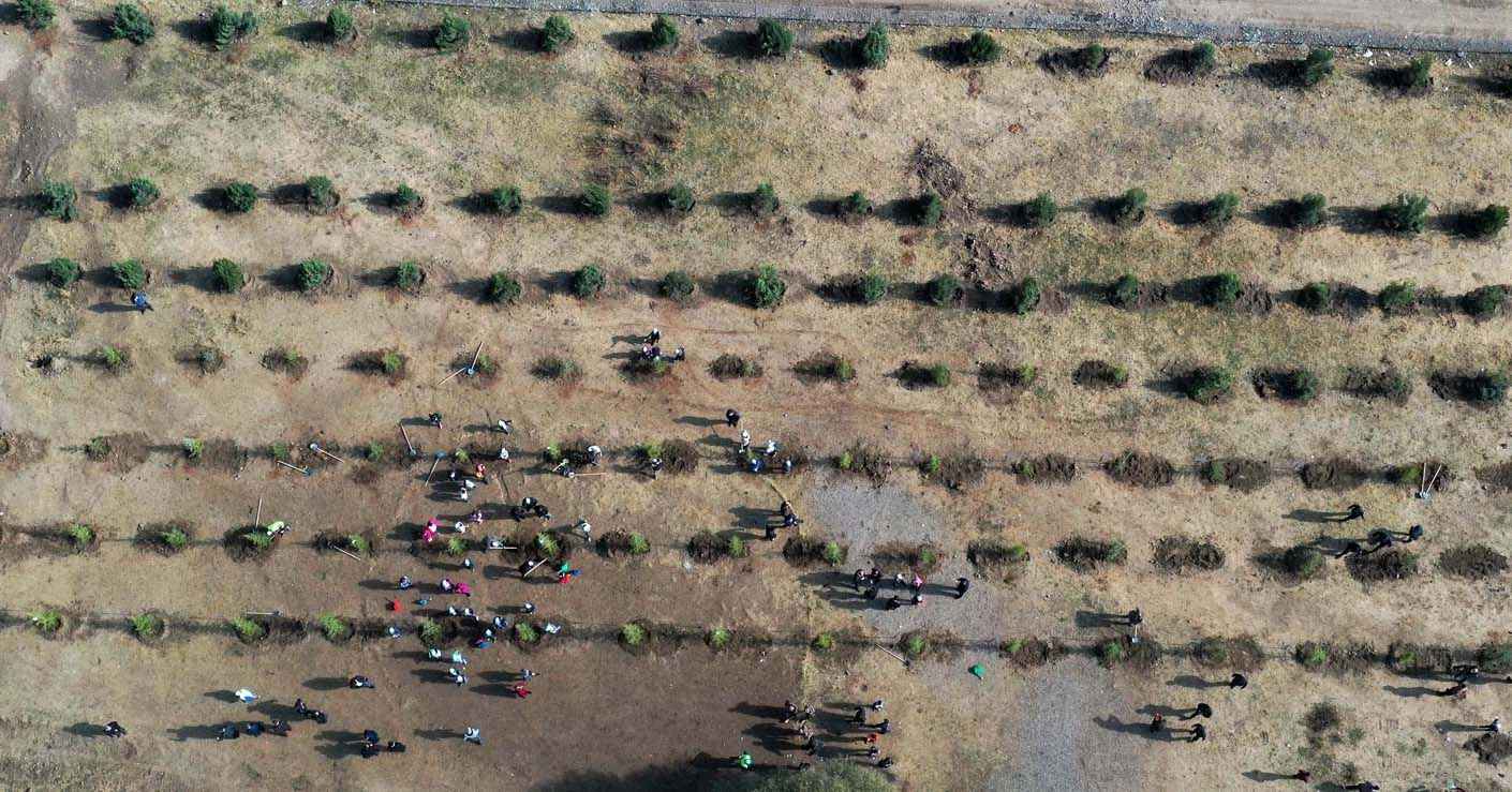 Türkiye'nin dört bir yanında milyonlarca fidan toprakla buluştu