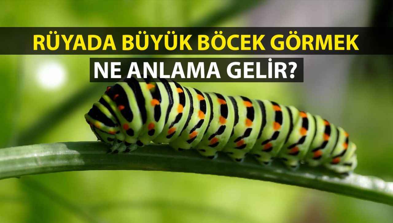 Rüyada büyük böcek görmek ne anlama gelir?