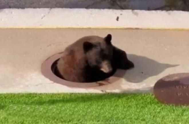 <p>Öyle ki ayılar yiyecek için çöpleri karıştırıyor bahçelere giriyor hatta insanların evlerine kadar girebiliyor.</p>