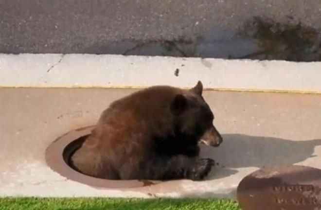 <p>Bir ayının rögara girmesi ise bölgede endişe yarattı. Zira ana caddelerden birinde bulunan bir rögar kapağına en az 50 kiloluk bir ayı sıkışmış haldeydi.</p>