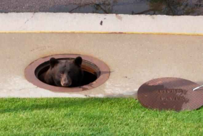 <p>Eyaletin ikinci en büyük şehrinin batı ucunun neredeyse tamamı, Pike Ulusal Ormanı'na bitişik ve ayı-insan karşılaşması olağan karşılanıyor.</p>