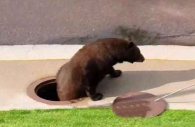 <p>Ayının oraya nasıl sıkıştığı bilinmiyor. Ancak yetkililer çöpe atılan yemişlerin dayanılmaz kokusuna kapılıp ayının buraya sıkışmış olabileceğini düşünüyor.</p>