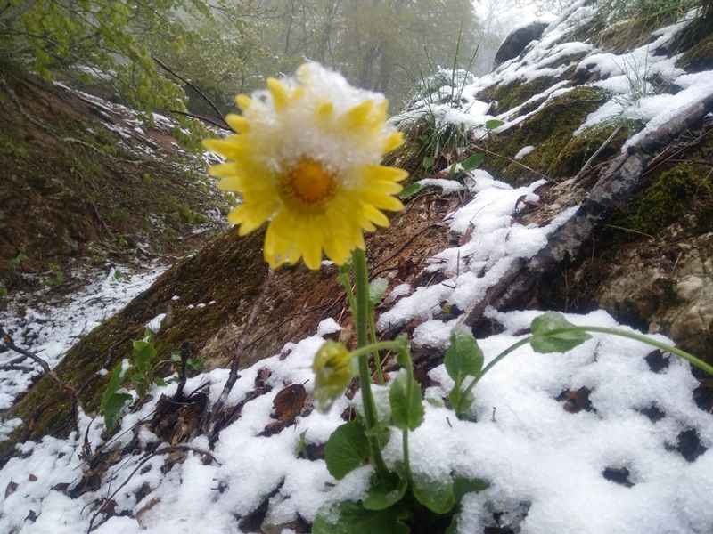 Amasya’da mayıs karı yağdı 