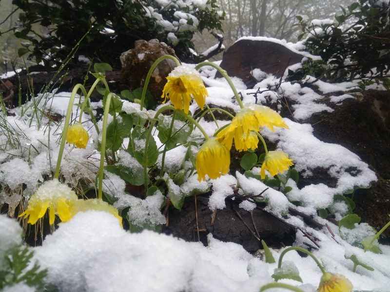 <p>Taşova ilçesine bağlı Dereli ve Belevi yaylalarında öğle saatlerinde başlayan kar, kısa sürede bölgeyi beyaza bürüdü.</p>