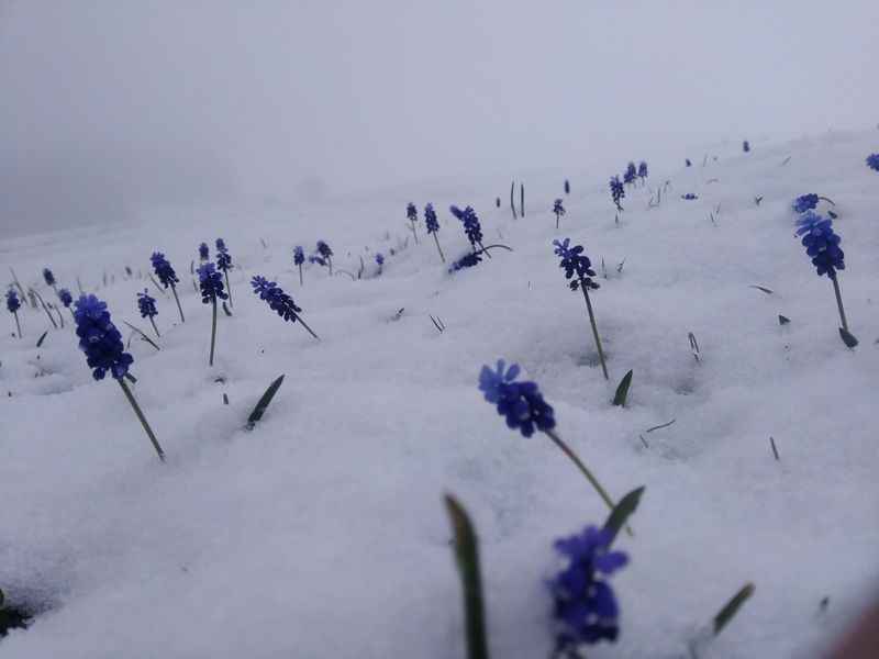 <p>Yaylalarda karın devam ettiği öğrenildi.</p>