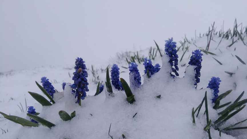 Amasya’da mayıs karı yağdı 