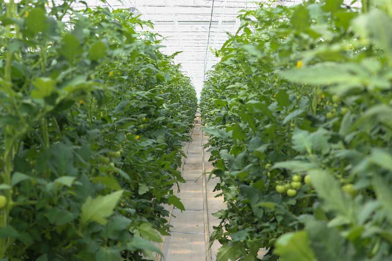 <p>Yüce, verimliliği en üst düzeye çıkarmak için serada bombus arılarıyla tozlaşma yapıldığını kaydetti.</p>