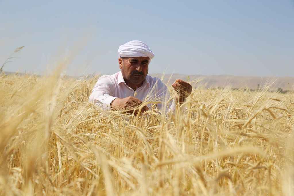 Buğday ve arpa alım fiyatları üreticileri memnun etti