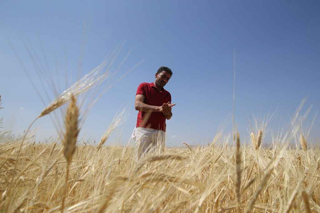 Buğday ve arpa alım fiyatları üreticileri memnun etti
