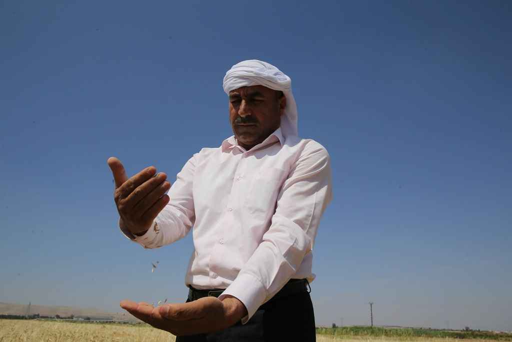 Buğday ve arpa alım fiyatları üreticileri memnun etti