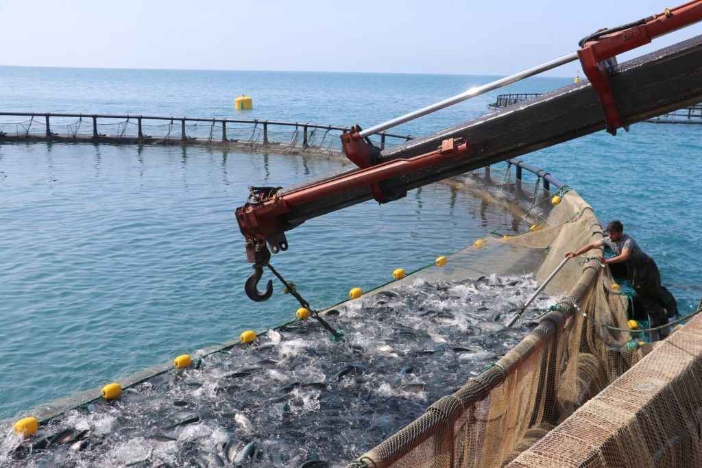 Samsun'da Türk somonu hasat edildi 