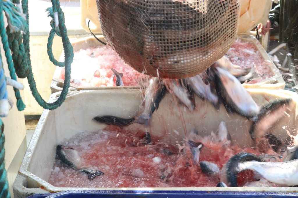 Samsun'da Türk somonu hasat edildi 