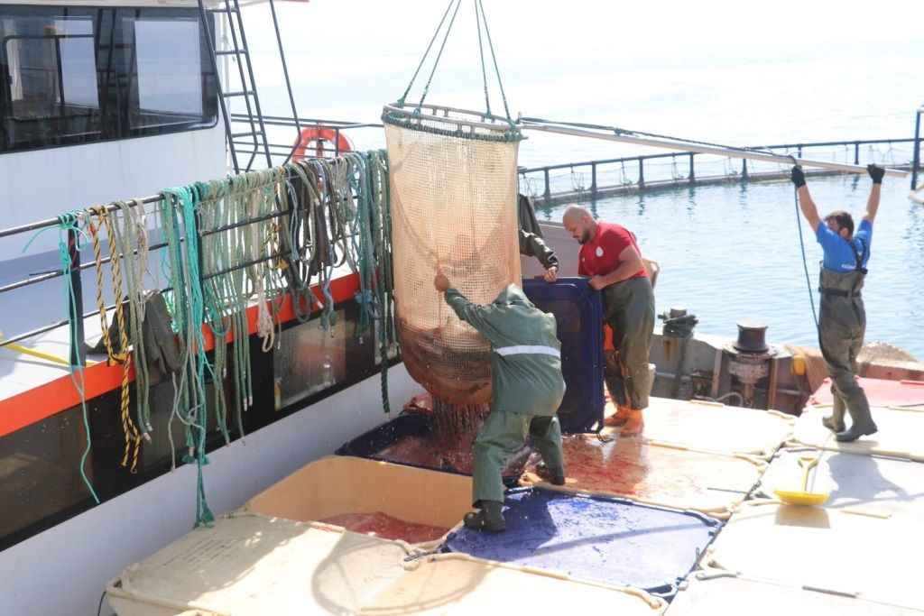 Samsun'da Türk somonu hasat edildi 