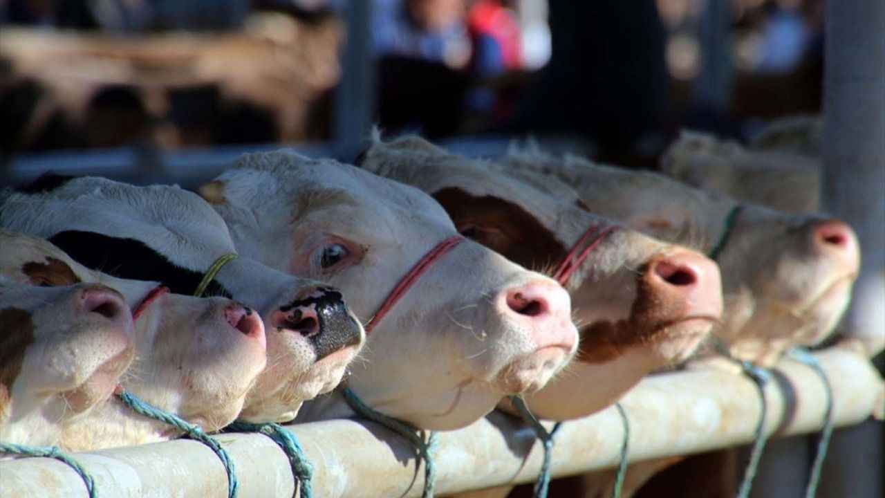 <p>6-Bütün İslam aleminin  <a href="https://www.dirilispostasi.com/haberleri/kurban-bayrami" class="tag-link" title="Son dakika Kurban Bayramı haberleri" target="_blank">Kurban Bayramı</a>'nı kutlar, bu mübarek ayın tüm insanlığa barış,huzur ve hoşgörü getirmesini temenni ederim.</p>