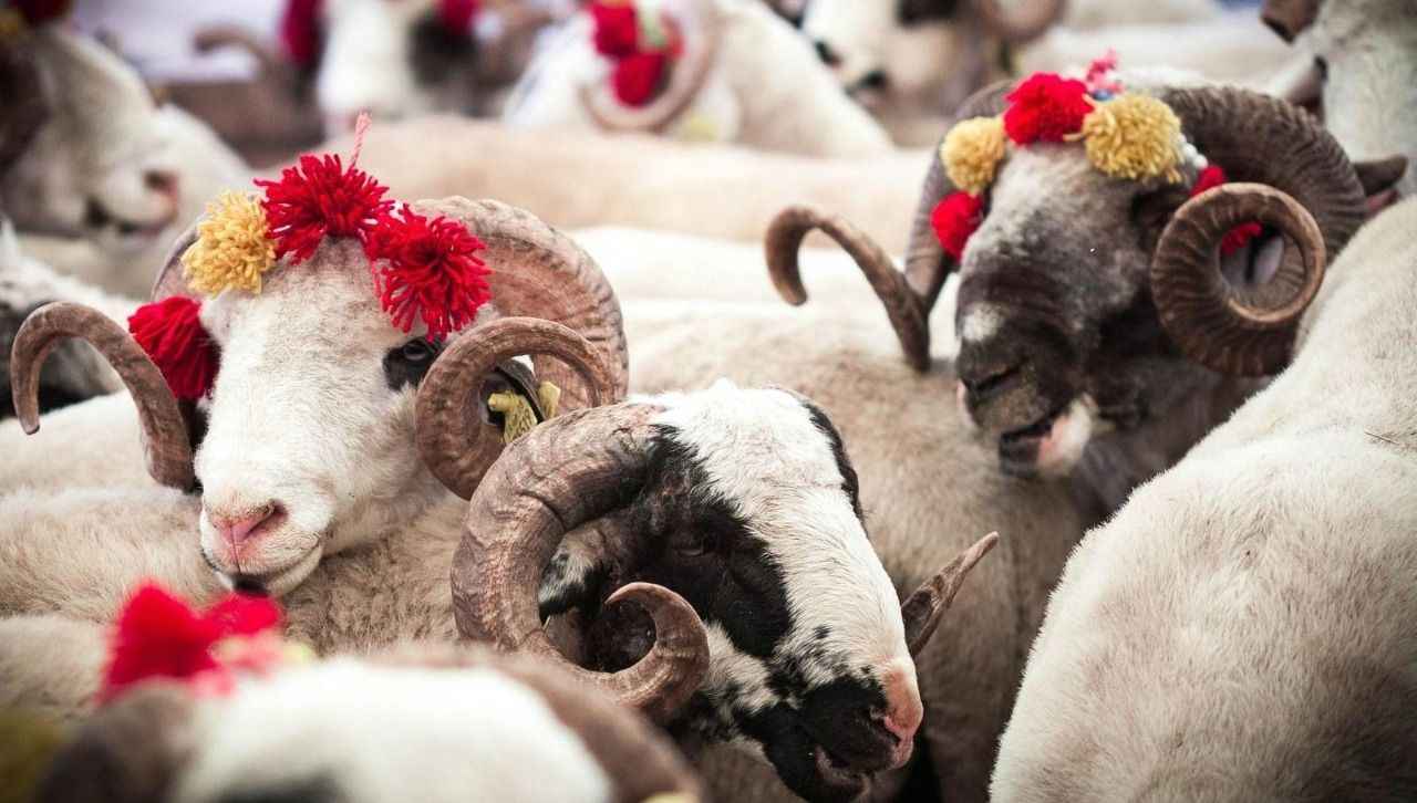 <p>17-Tüm yürekler sevinç dolsun, umutlar gerçek olsun, acılar unutulsun, dualarınız kabul ve bayramınız mübarek olsun.</p>