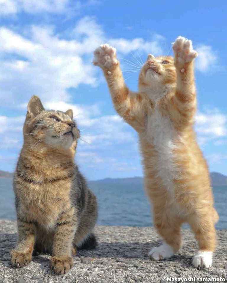 Dünya Kediler gününe özel 10 sevimli fotoğraf