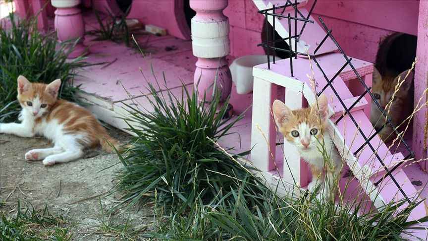 'Kedi Köyü' engelli, hamile ve yavru kedilere sıcak yuva oldu