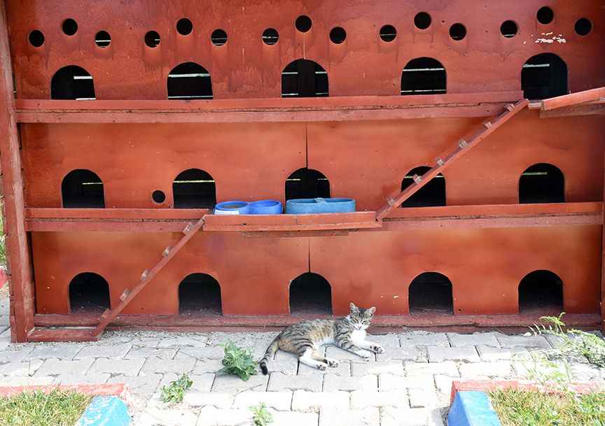 <p>Türkyılmaz, nezih bir ortamda kedileri ağırladıkları için personeline ve destek olan hayvanseverlere de teşekkür etti.</p>
<p>Özellikle sıcak havalarda vatandaşlardan da hayvanlar için belirli noktalara su koymalarını rica eden Türkyılmaz, "Lütfen o suya da tekme atmasınlar. O sudan kedi, köpek ve kuşlar su içiyor. İlçemizin belirli bölgelerine de su ve mama kapları koyduk. Vatandaşlarımızı duyarlı olmaya davet ediyorum." dedi.</p>