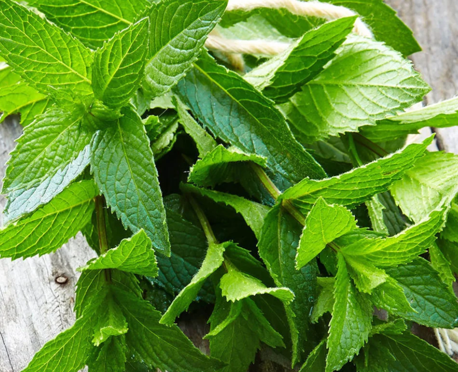 Spearmint Çay