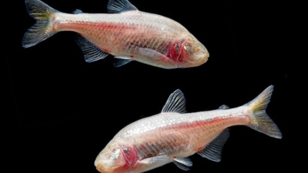 Cavefish Are Healthy Despite Their Sedentary Lifestyle 3