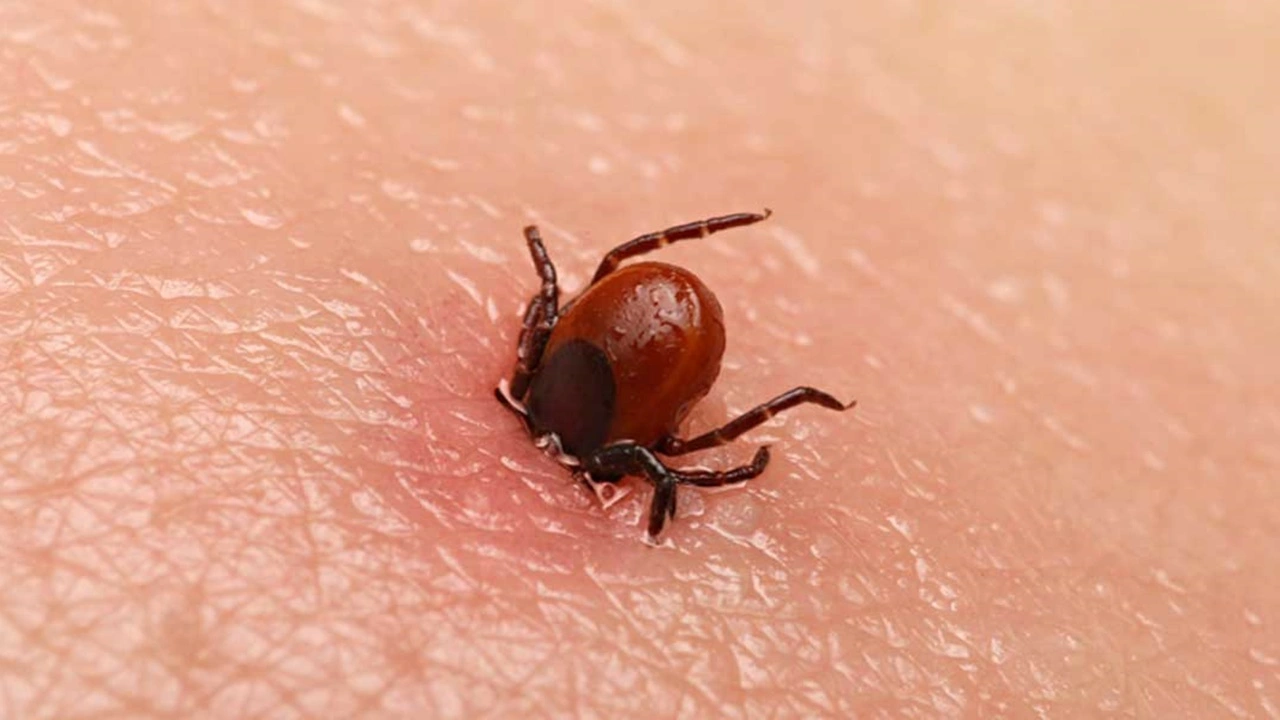 Kene Isirmasi Ve Kirim Kongo Kanamali Atesi Kkka Djuo