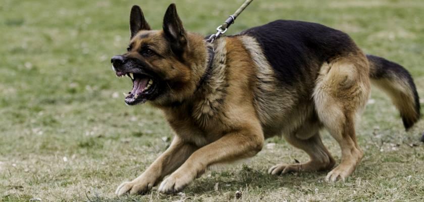 Köpek Sahipleri Dikkat Saldırganlık Kontrol Edilebilir Mi 1 4